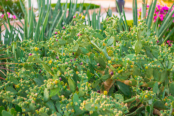 Image showing Exotic flowers and plants Egypt