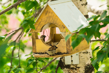 Image showing Sparrows arrived