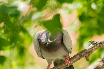 Image showing Pigeons around bird feeders  