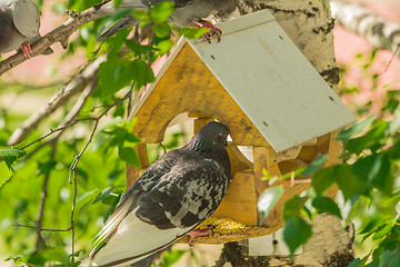 Image showing Pigeons around bird feeders  