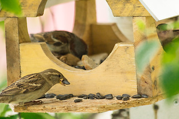 Image showing Sparrows arrived