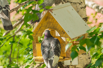 Image showing Pigeons around bird feeders  