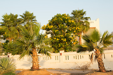 Image showing Exotic flowers and plants Egypt