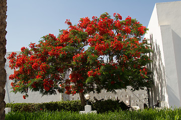 Image showing Exotic flowers and plants Egypt