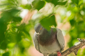 Image showing Pigeons around bird feeders  