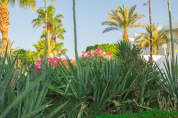 Image showing Exotic flowers and plants Egypt