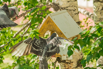 Image showing Pigeons around bird feeders  