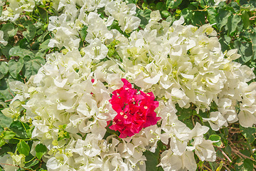 Image showing Exotic flowers and plants Egypt