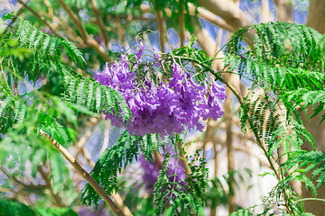 Image showing Exotic flowers and plants Egypt