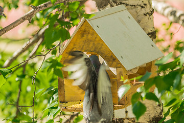 Image showing Pigeons around bird feeders  