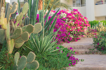 Image showing Exotic flowers and plants Egypt