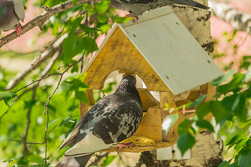 Image showing Pigeons around bird feeders  