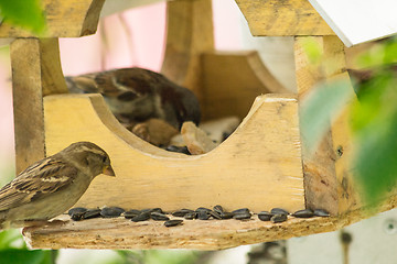 Image showing Sparrows arrived