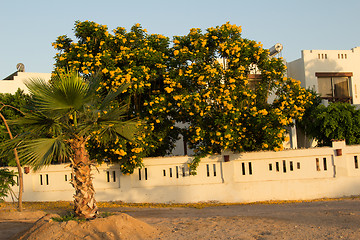 Image showing Exotic flowers and plants Egypt