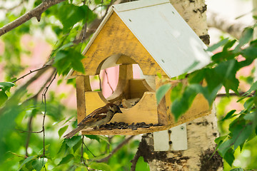 Image showing Sparrows arrived