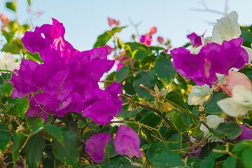 Image showing Exotic flowers and plants Egypt