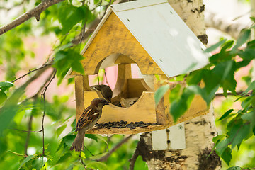 Image showing Sparrows arrived