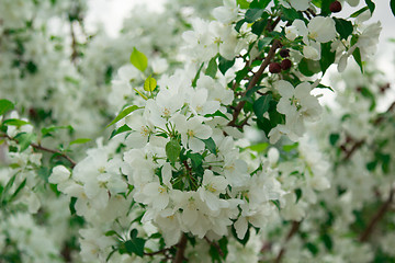 Image showing Exotic flowers and plants Egypt