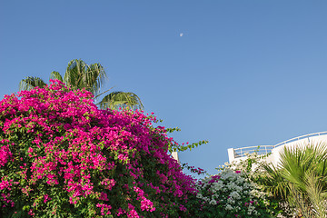 Image showing Exotic flowers and plants Egypt