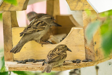 Image showing Sparrows arrived