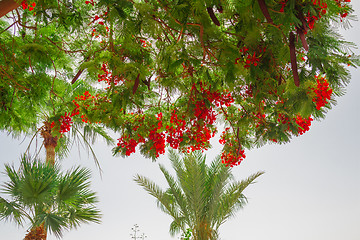 Image showing Exotic flowers and plants Egypt