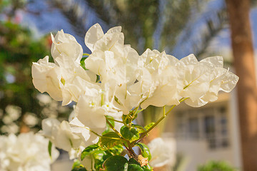 Image showing Exotic flowers and plants Egypt