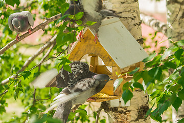 Image showing Pigeons around bird feeders  