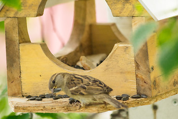 Image showing Sparrows arrived