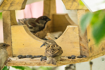 Image showing Sparrows arrived