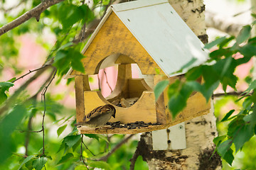 Image showing Sparrows arrived