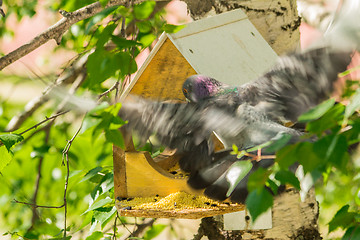 Image showing Pigeons around bird feeders  