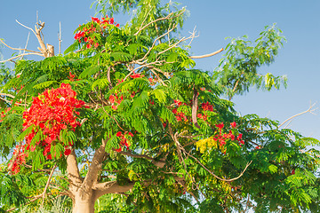 Image showing Exotic flowers and plants Egypt