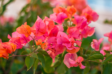 Image showing Exotic flowers and plants Egypt