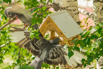 Image showing Pigeons around bird feeders  