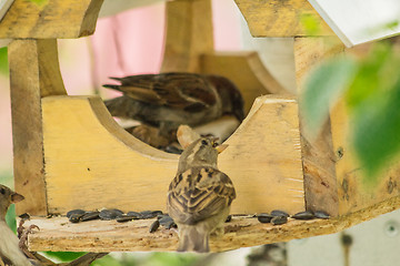 Image showing Sparrows arrived