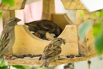 Image showing Sparrows arrived