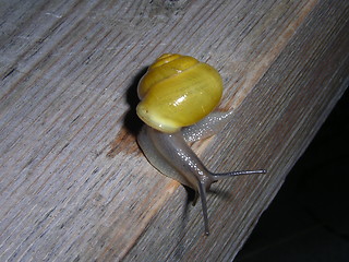 Image showing Snail_1_11.04.2005