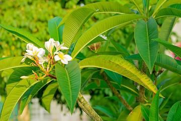 Image showing Exotic flowers and plants Egypt