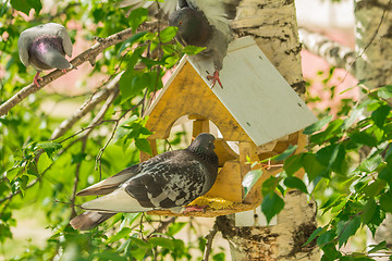 Image showing Pigeons around bird feeders  