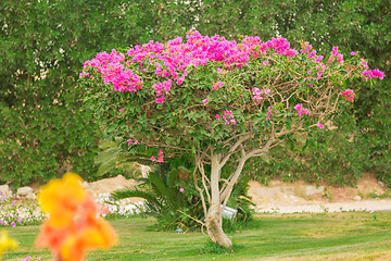 Image showing Exotic flowers and plants Egypt