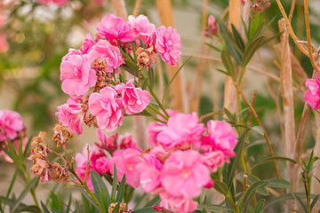 Image showing Exotic flowers and plants Egypt