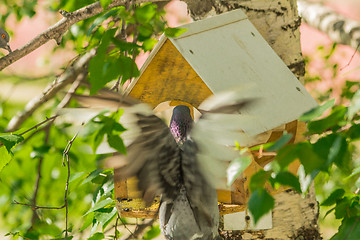 Image showing Pigeons around bird feeders  