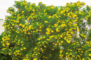 Image showing Exotic flowers and plants Egypt