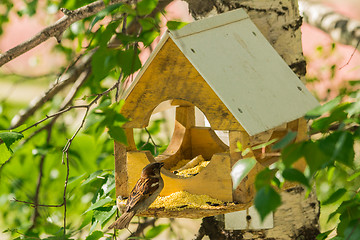 Image showing Pigeons around bird feeders  