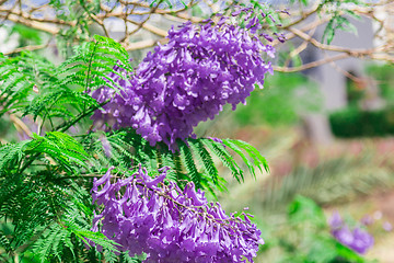 Image showing Exotic flowers and plants Egypt