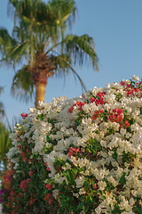 Image showing Exotic flowers and plants Egypt