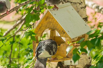 Image showing Pigeons around bird feeders  