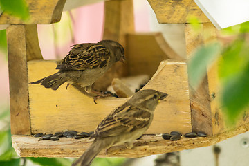 Image showing Sparrows arrived