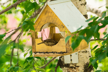 Image showing Sparrows arrived