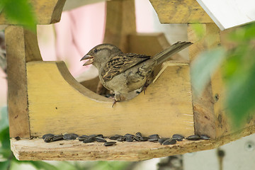 Image showing Sparrows arrived